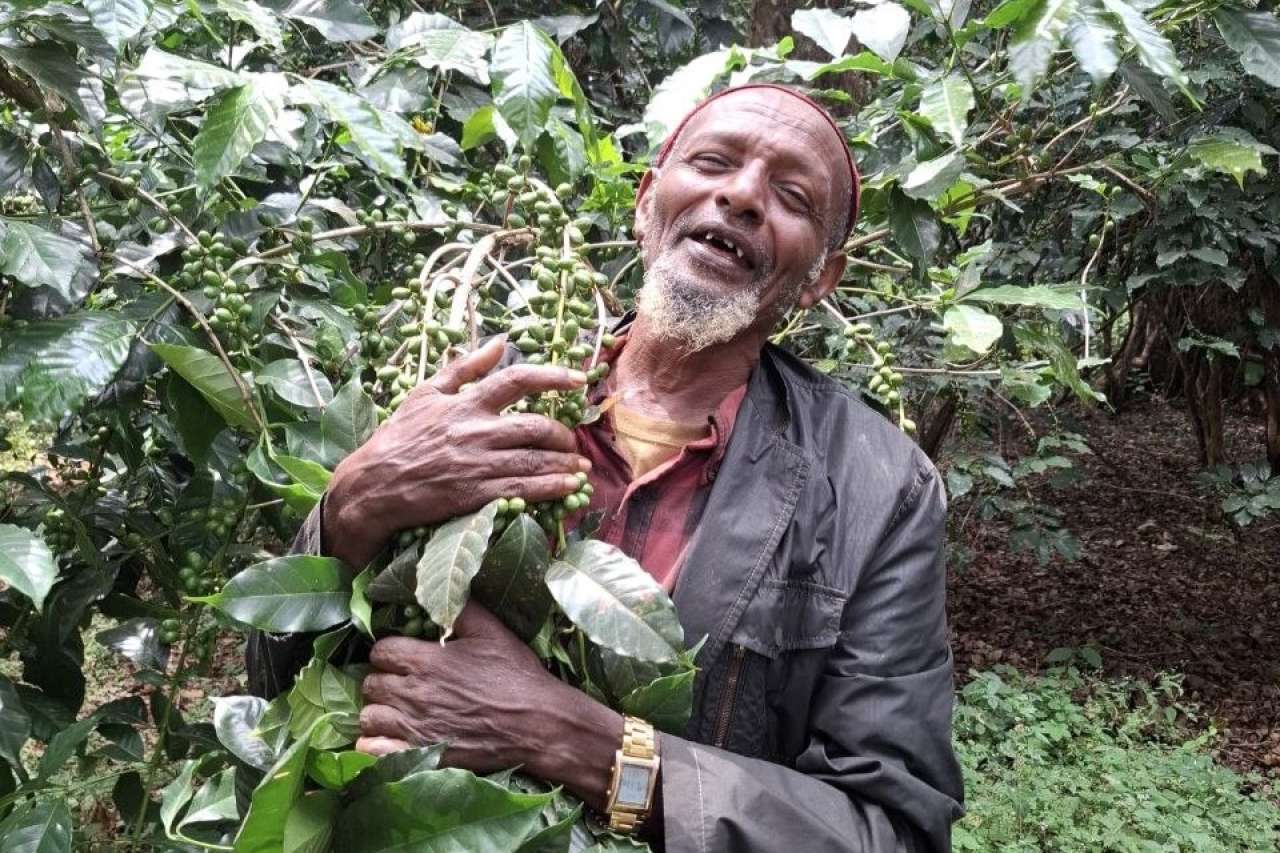 Coffee production_Harena Buluk district_Qallo site _Photo b Dejene Worku_cropped