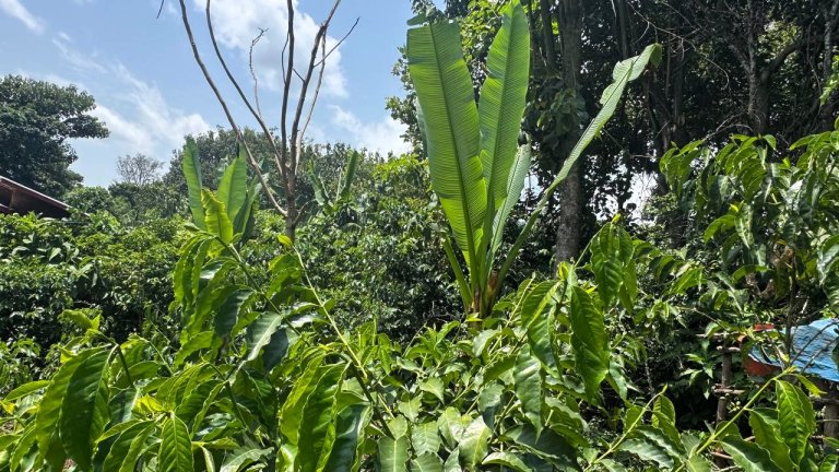 Garden_Coffee_photo BG – Kopi.jpg