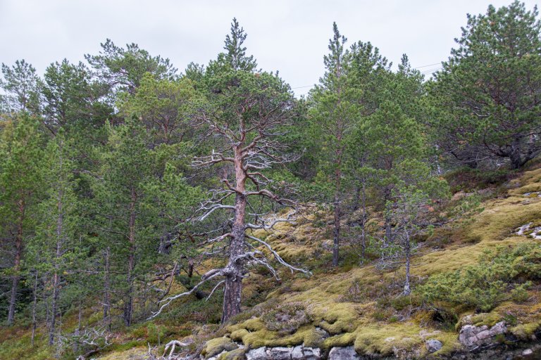 Skogen gir grunnlag for arbeidsplasser og verdiskaping gjennom skogbruk, industri, bioøkonomi og reiseliv. Samtidig er den leveområde for et stort biologisk mangfold og viktig for friluftsliv og rekreasjon. Bildet viser naturskog med furutrær. Foto: John Yngvar Larsson, NIBIO