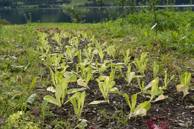 Salatdyrking på Finnegarden i Voss. Foto: Hege Ulfeng