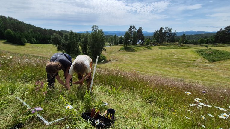 Forskerne Kristine R. Sundsdal og Ellen Svalheim planter ut orkideer i slåtteenga på Bolkesjø Gaard. Foto: Morten Günther