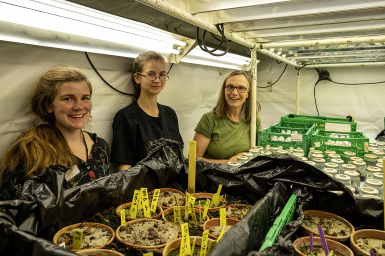 Arbeidet med oppformering av søstermarihånd har pågått i flere år. Her er avdelingsingeniørene Kristine R. Sundsdal og Victoria Stornes Moen Ramsøy og forsker Ellen Svalheim fotografert i et klimarom på NIBIO Landvik i juni 2024. Foto: Morten Günther