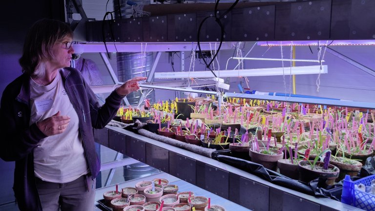 Ellen Svalheim viser fram orkideplanter på laboratoriet ved NIBIO Landvik. Foto: Morten Günther