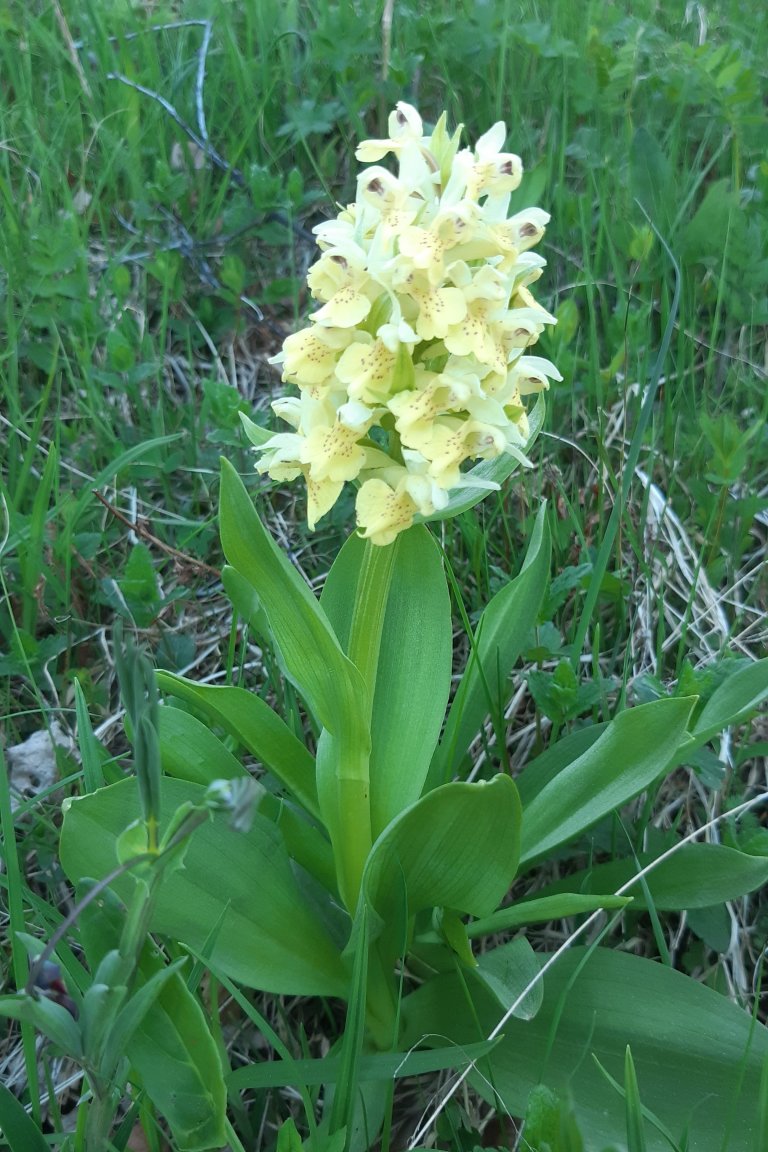 Søstermarihånd (Dactylorhiza sambucina). Foto: Ellen Svalheim