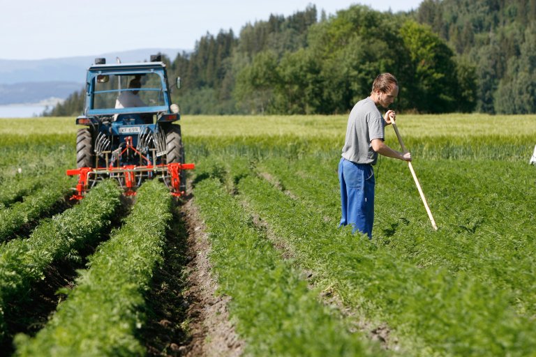 Innen 2032 skal ti prosent av jordbruksarealet være drevet økologisk. Foto: Leif Arne Holme