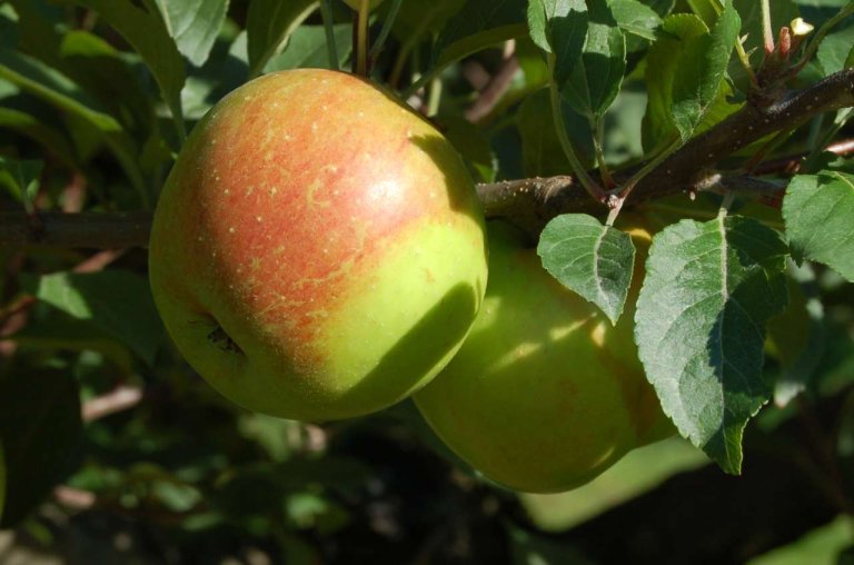 Torstein er ein gammal eplesort som har vorte dyrka lenge i Noreg og framleis finst i mange private hagar. Foto: Finn Måge