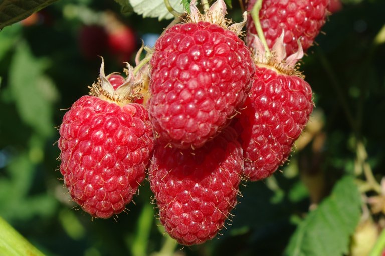Ved Njøs frukt- og bærsenter har dei og ei samling med gamle sortar av bærbuskar, mellom anna bringbær. Foto: Njøs frukt- og bærsenter