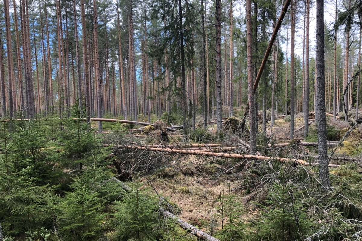 Stammebrekk - fra Løten Foto Harald Berger, SB Skog