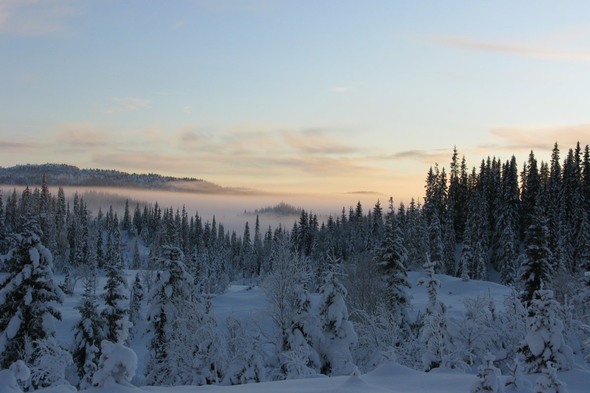 Winter and snow - Image credit - Arne Steffenrem - NIBIO - Norwegian Forest Seed Center