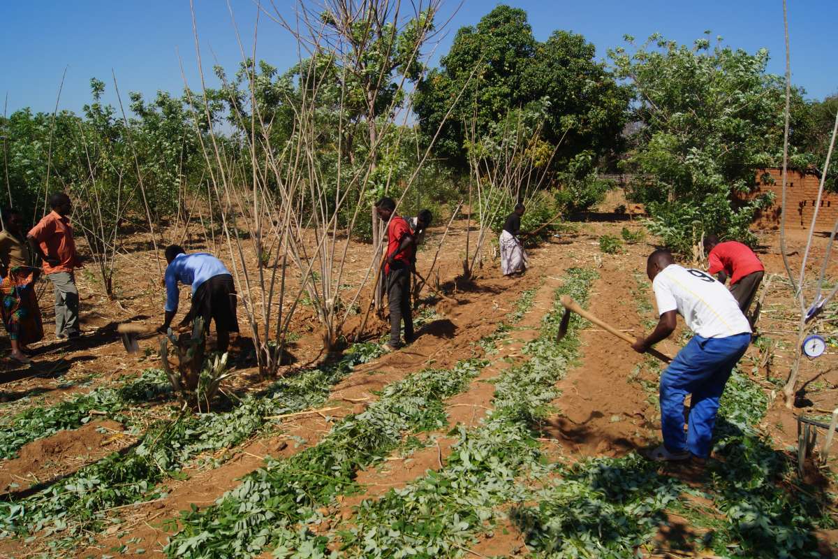 Gliricidia Green manure incoorporation-1 