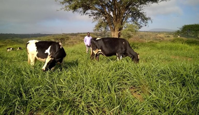 Brachiaria_cows_BecA-ILRI 2.jpg