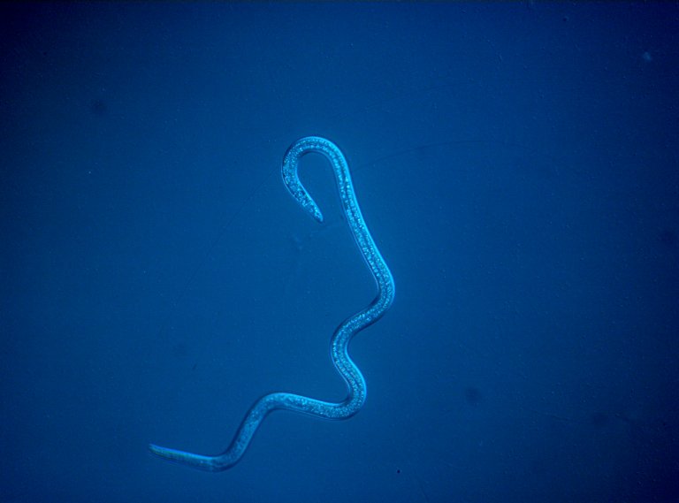 Pinewood nematode (Bursaphelenchus xylophilus). Photo: Erling Fløistad