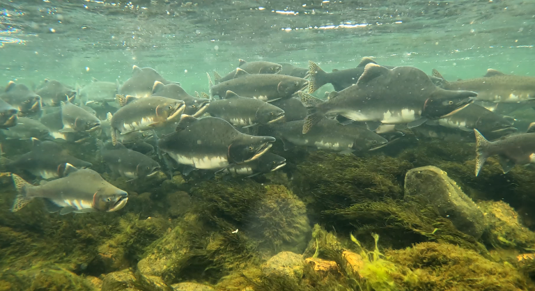 After ascending the rivers, the ready-to-spawn fish becomes greyish brown, and the males develop their distinctive hump. At this stage, the pink salmon is inedible. Photo: Malin Solheim Høstmark