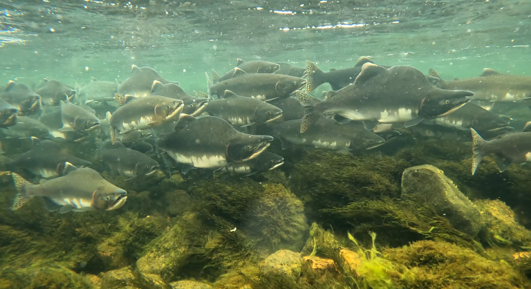 Pink salmon in Norway  Institute of Marine Research