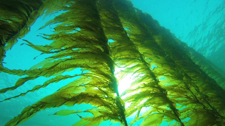 Winged kelp (Alaria esculenta). Photo: Seaweed Solutions AS