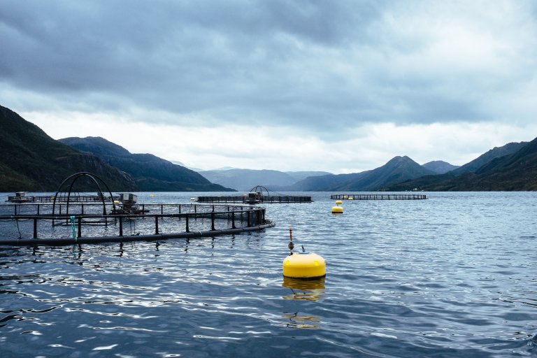 The ongoing global aquaculture revolution, analog to the agriculture revolution some 12,000 years ago, has led to more farmed and harvested seafood than the global wild catch combined. AquaUP aims to develop sustainable fish feed containing modified functional compounds from seaweed. Photo: Ragnar Våga Pedersen, NIBIO