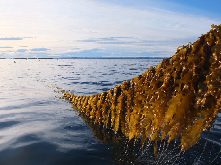 Sugar kelp (Saccharina latissima). Photo: Seaweed Solutions AS