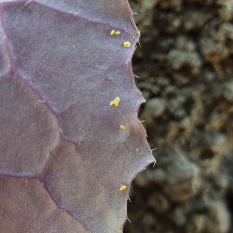 Eggs of cabbage fly on a brassica leaf. Photo: Ulrike Naumann / Tromspotet