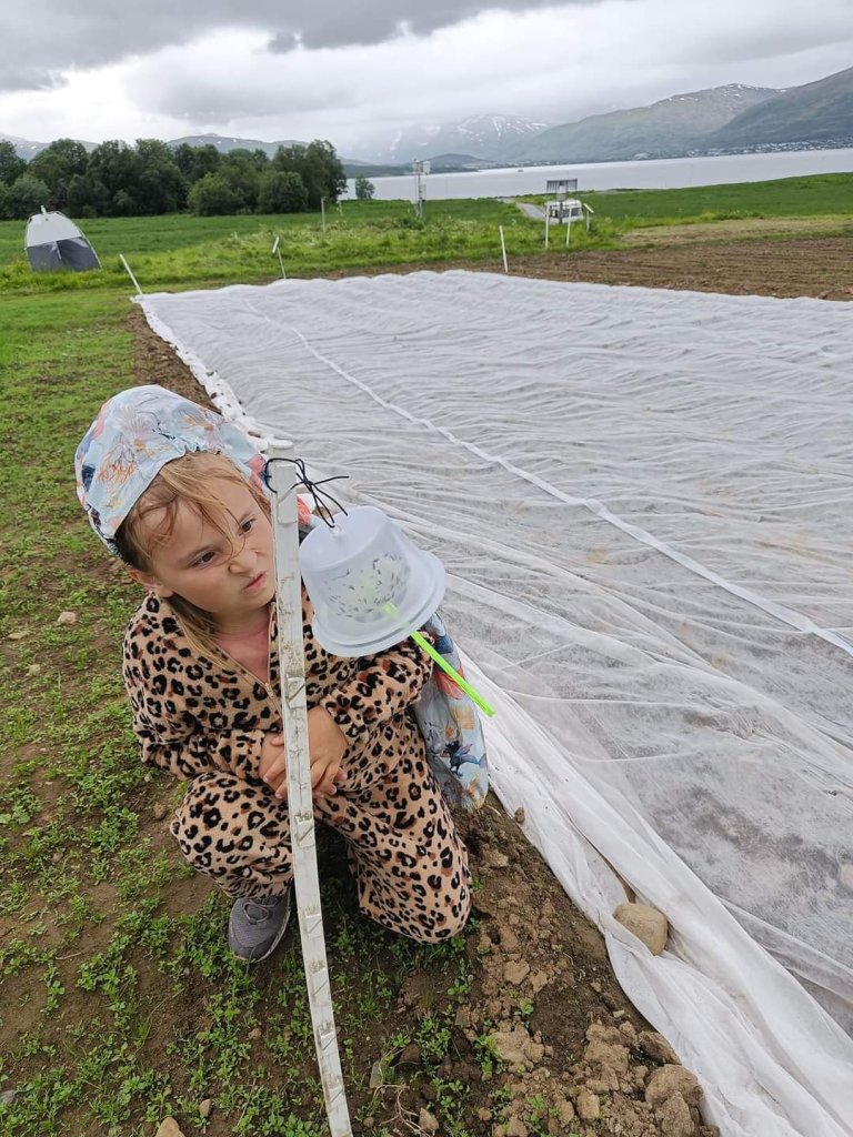 This possible future farmer is not pleased to see the cabbage flies caught in the traps NIBIO tested during the summer of 2024. The traps feature both yellow colour and scents that attract insects that feed on cruciferous plants. Photo: Anne Muola / NIBIO