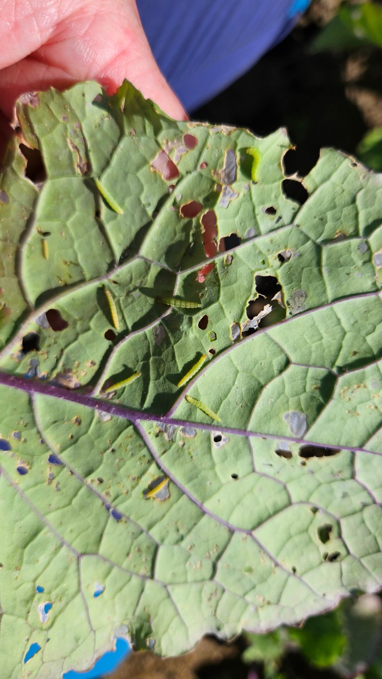 Diamondback moth larvae (seen here) wreak havoc on brassica leaves. Photo: Ulrike Naumann / Tromspotet