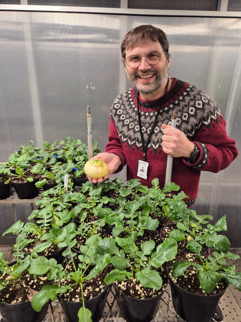 NIBIO researcher Jørgen Mølmann with Målselv turnip plants at the Climate Laboratory at Holt, NIBIO Tromsø. Photo: Anne Muola / NIBIO