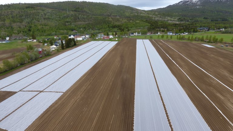 Protective fibre covers keep pests away and reduce evaporation. Photo: Ulrike Naumann / Tromspotet