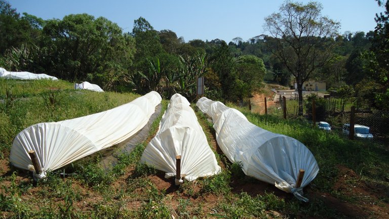 3 Low plastic tunnels in the BERRYSYS strawberry field in Minas Gerais in Brazil Photo Ingeborg Klingen_cropped.jpg