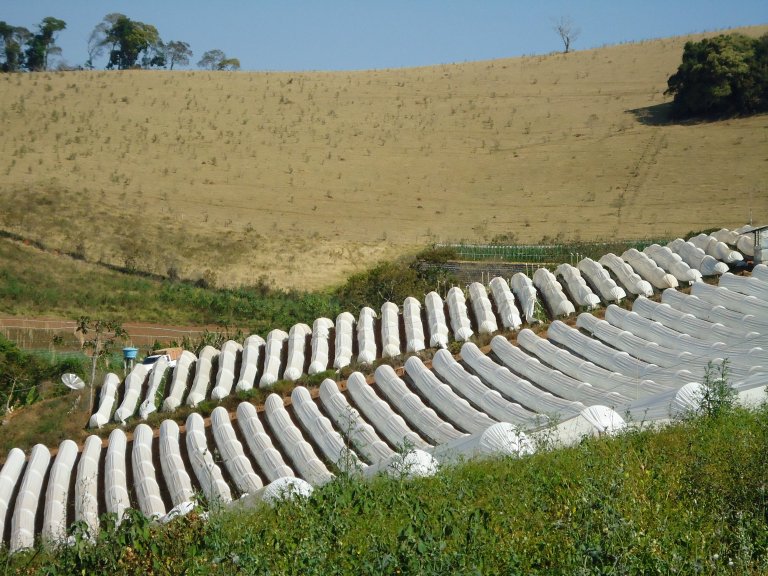 A conventional strawberry field in Minas Gerais in Brazil Photo Ingeborg Klingen_cropped