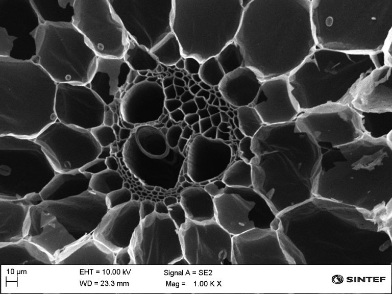 Corn stalk cross section SEM images.jpg