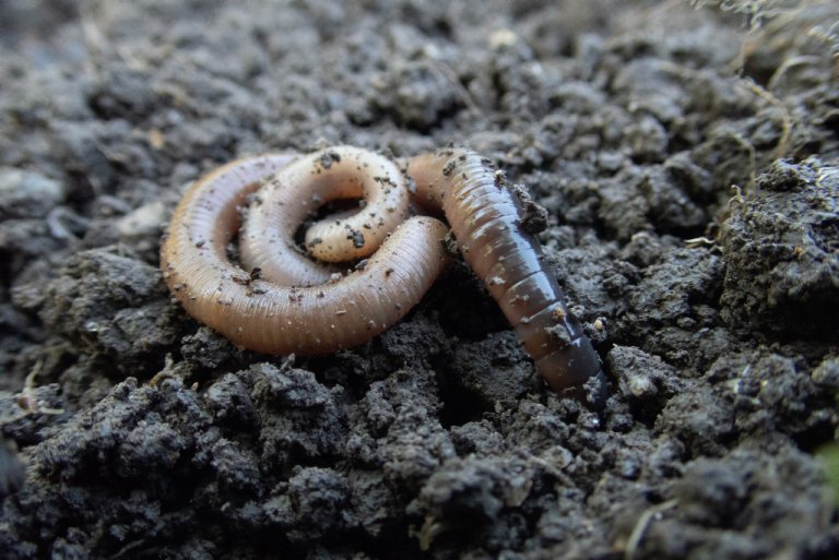 Varigheita til biokol i jord blir påverka ikkje berre av dei kjemiske og fysiske eigenskapane til sjølve biokarbonet, men òg av miljøtilhøve som jordtype, klima og biologisk aktivitet – inkludert jordorganismar som påverkar og omdannar organisk materiale i jorda. Foto: Erling Fløistad