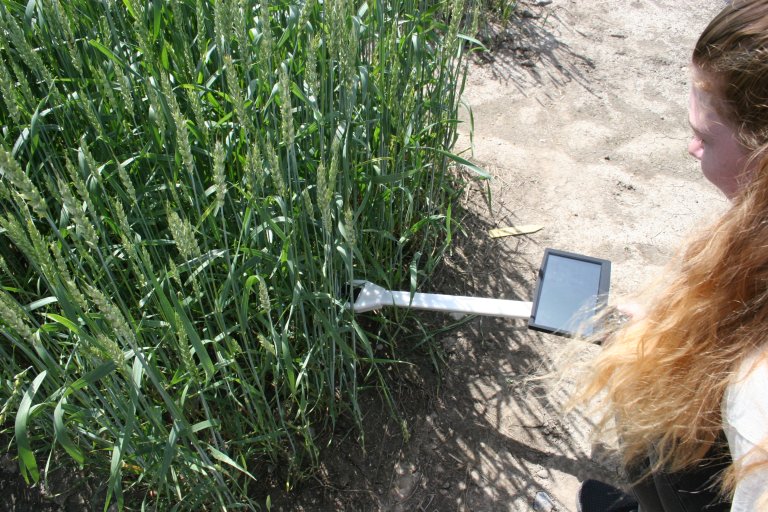 The PheNo-infrastructure will strengthen the research community, support international competitiveness, and help translate findings into plant breeding programmes. Photo: NMBU