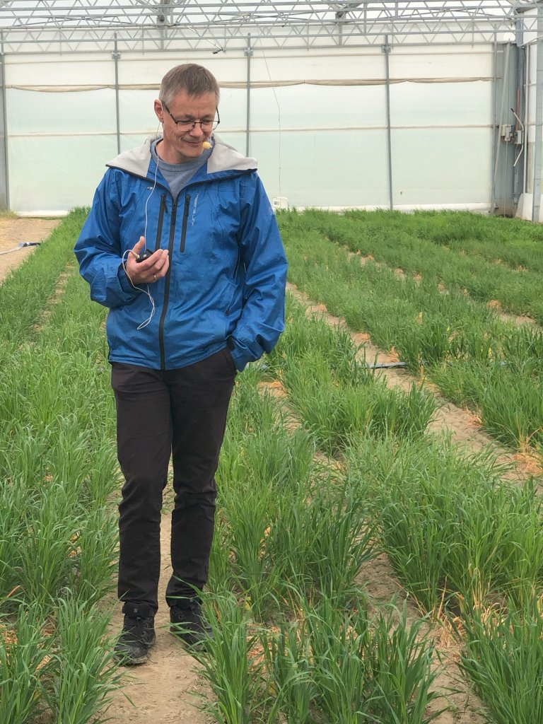 Project leader Morten Lillemo in polytunnel. By using infrastructure like polytunnels researchers can simulate drought by stopping rain from reaching the soil, allowing for controlled field trials to evaluate plant resilience. Photo: Sara Catarina Costa Laranjeira