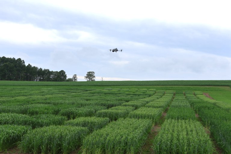New methods like drone-based imaging allow researchers to describe phenotypes more precisely and link them to genetic information. Photo: Janne Brodin, NMBU