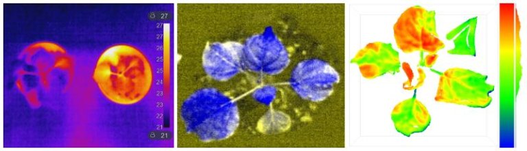 Scientists study phenotypes to see how plants respond to their environment and often use modern tools like cameras, sensors, and drones. Computers then help analyse the data to find patterns. Photo:UiT/NIBIO