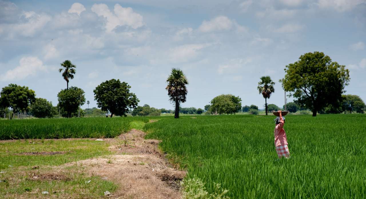 Ricefield_rvp