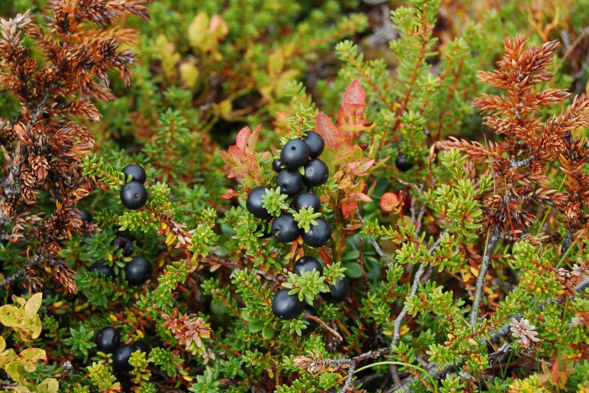 Krekling Bær B_Finn Måge  Norsk genressurssenter  NIBIO