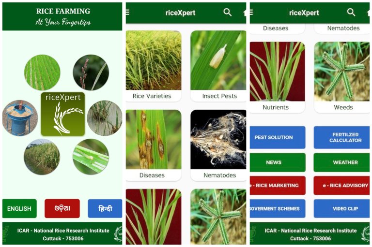The app for Android, RiceXpert, provides timely information to farmers on insect pests, nutrients, weeds, nematodes and disease-related problems, rice varieties for different ecologies, farm implements for different field, and post-harvest operations. Farmers can also use the app as a diagnostic tool in their rice fields and make customised queries for quick solutions to their problems by sending text, photo, and/or recorded speech. Illustration: ICAR-NRRI