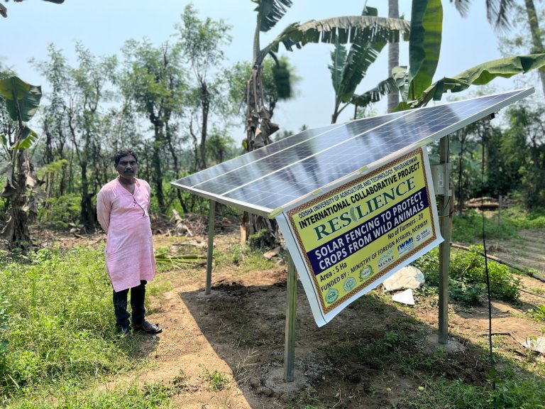 A solar panel provides energy for electrical fences to keep out wild animals at a farmer-led demonstration field in Ganjam district, Odisha. Photo: Kathrine Torday Gulden