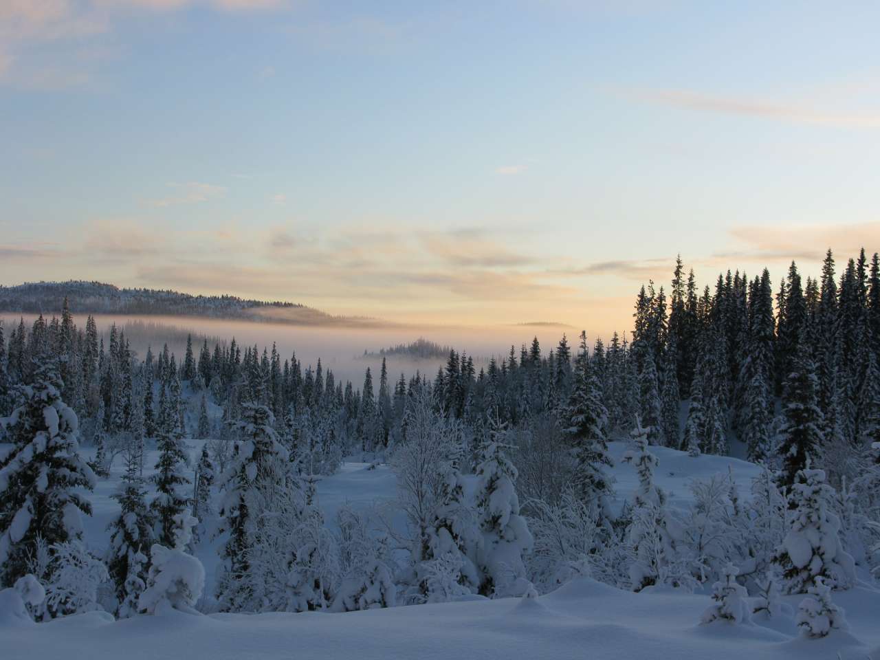 Winter and snow - Image credit - Arne Steffenrem - NIBIO - Norwegian Forest Seed Center