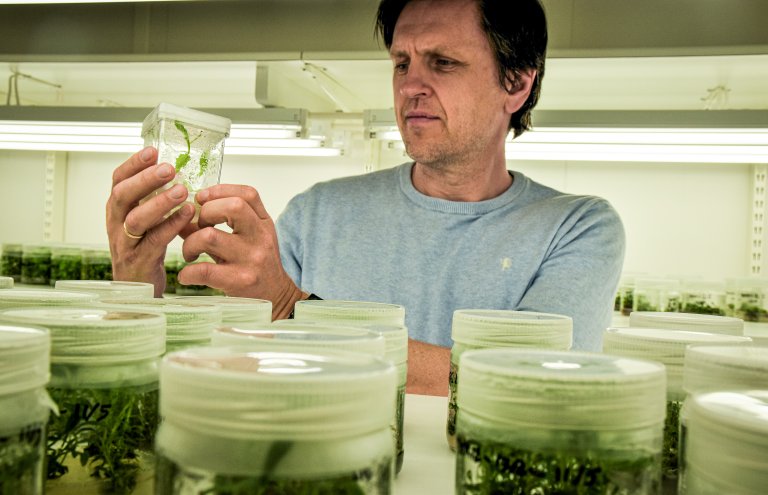 Forsker Tage Thorstensen og hans team ved NIBIO var de første i Norge som lykkes i å bruke CRISPR-teknologi til å slå ut mottagelighetsgener i markjordbær. Dette er gener som gjør plantene mer sårbare for sykdom, spesielt soppsykdom. Foto: Siri Elise Dybdal