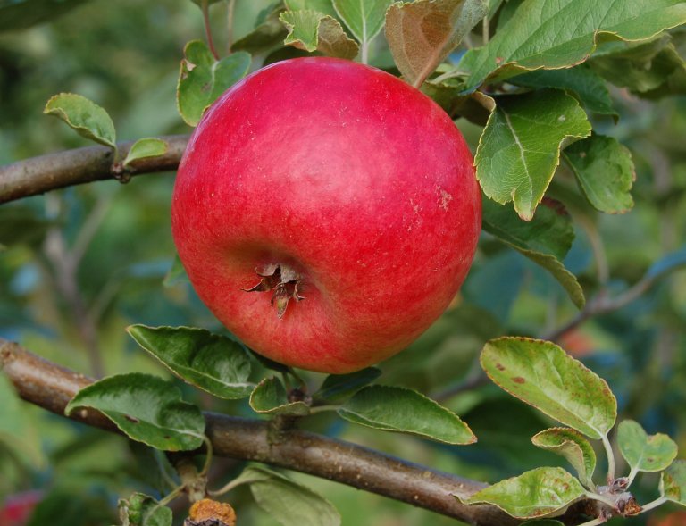 NIBIO bruker CRISPR i arbeid med å forbedre resistens mot skurv i epler, samt bruning i epler. Foto. Finn Måge