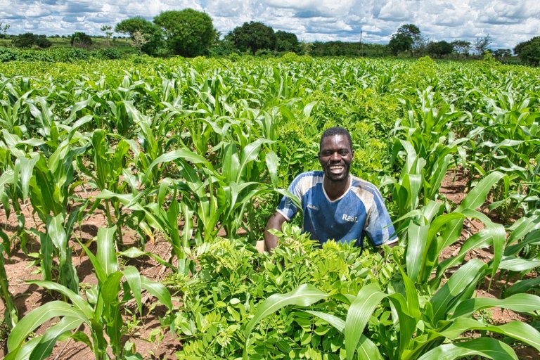 Gliricidia-Maize cropping system.jpeg