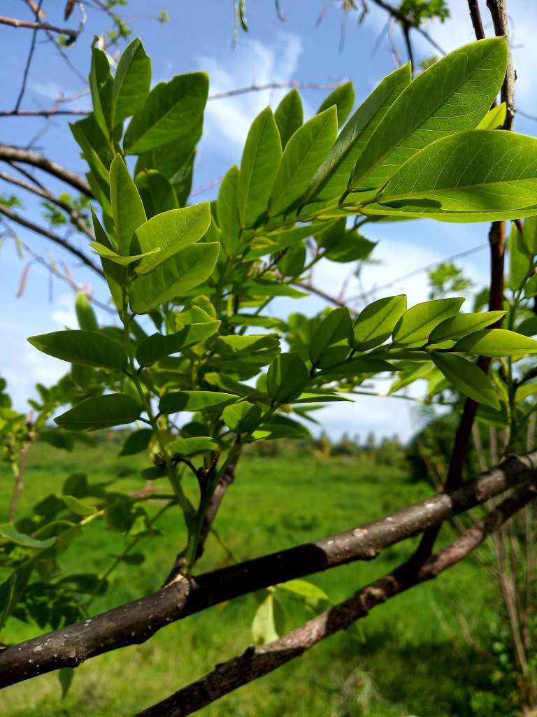 Gliricidia_leaves.jpg