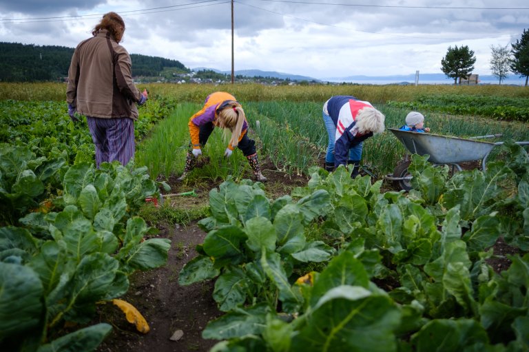 Growing your own vegetables is not always easy. By buying into a CSA, you can get help from experienced farmers and grow most of your own vegetables. Photo: Lars Olav Stavnes