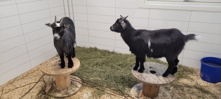 Goats are known to be relatively intelligent and often very creative in their mischief. Have you considered whether they might be understimulated? The same goes for many dogs that become stressed and start chewing on furniture or barking at flies. Have you tried giving them tasks or toys that stimulate problem-solving skills? Photo: Grete H.M. Jørgensen