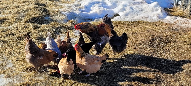 "It's fascinating how all animals are receptive to learning. Even a chicken is eager to learn with the right motivation," says Jørgensen. Photo: Grete H.M. Jørgensen