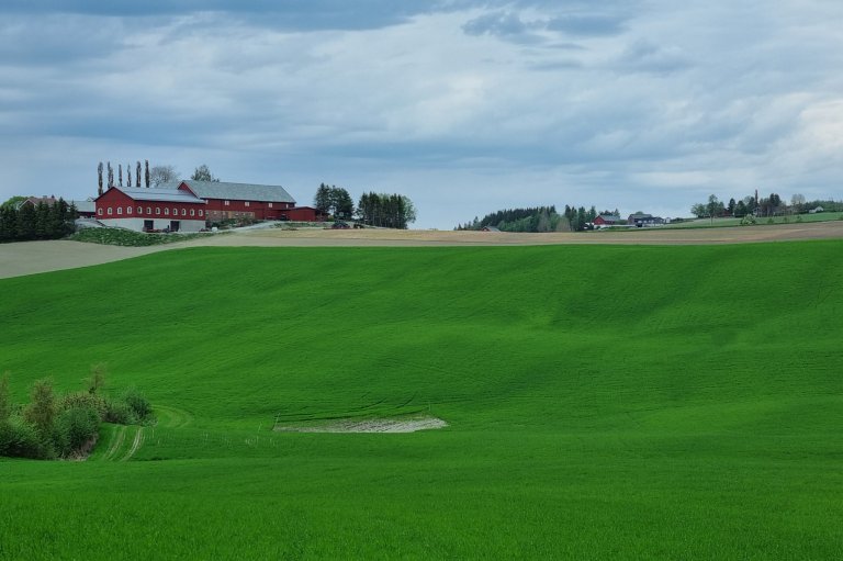 In collaboration with colleagues, the researcher has conducted plot trials with various cover crops, including at Tuv in Trøndelag County, to investigate the underlying mechanisms that contribute to healthier soil. Photo: Jørgen Lervik