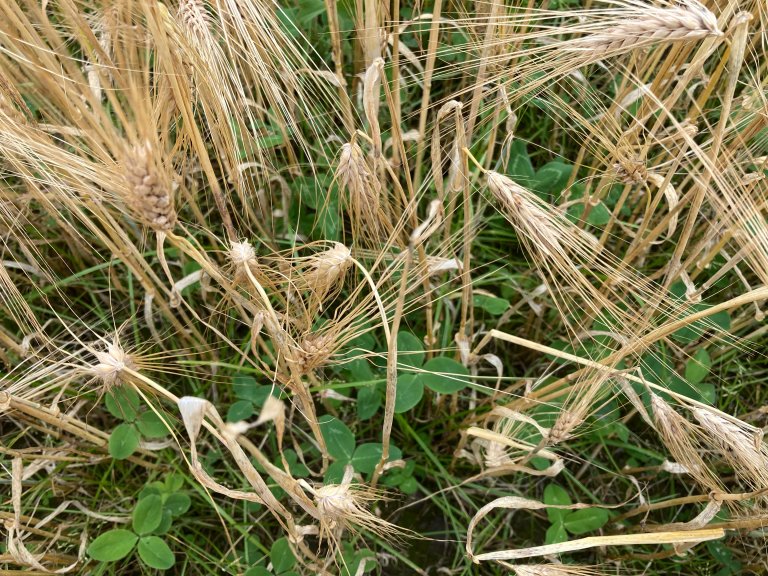 The choice of cover crops must be tailored to both the objective of the measure and the local growing conditions, as no single mixture is best for everything. Photo: Ievina Sturite