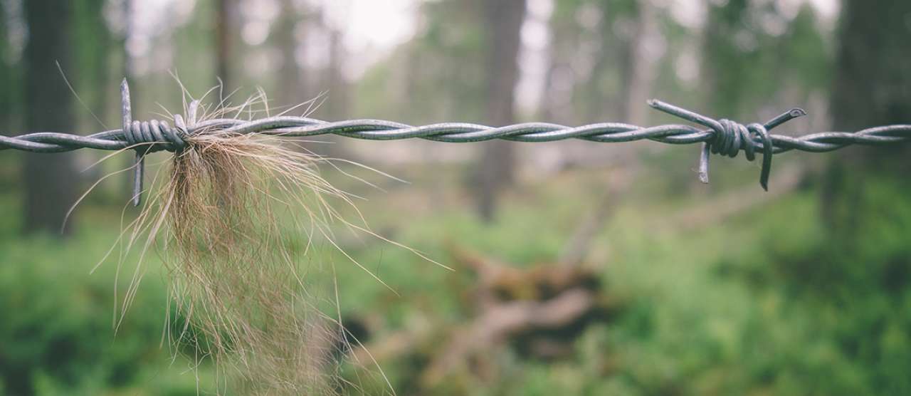 Bear-hairtrapping-cropped.jpg