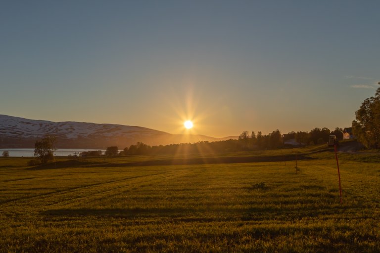Very long daily photosynthetic light periods during the midnight sun period allow for more rapid development and growth in crops grown at high latitudes. Photo: Jørgen Mølmann
